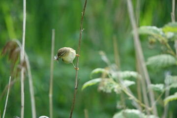 willow warbler (Phylloscopus trochilus) with insects for its young
