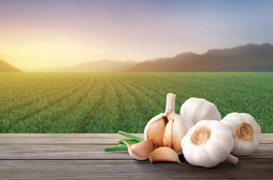 Garlic on wooden table with blurred garlic plantation background.
