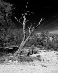 Dead tree in the Sonora desert