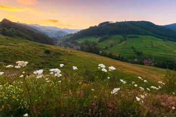 Fototapeta na wymiar rural valley of carpathian mountains at dawn. wonderful summer scenery with grass and herbs on the fields and meadows, forested slopes and hills in morning light