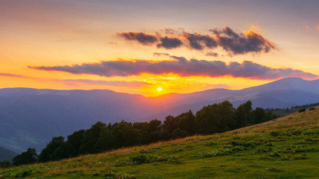 svydovets ridge at sunset. mountain landscape with forest on the grassy hill. beautiful nature scenery in summer. clouds on the sky in gorgeous light