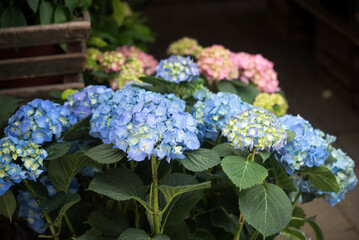 closeup of blue and pink hortensia flowers at the florist in the street