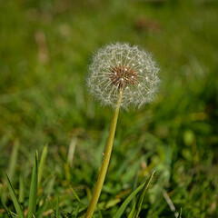 Ripe dandelion among the forest meadows. © Adam