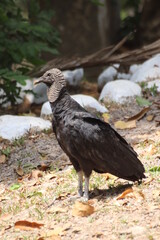 Portrait of a black vulture