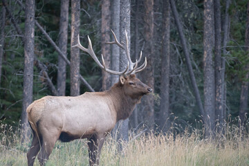 Male elk with big antlers standing in the forest , Jasper NP, Canada