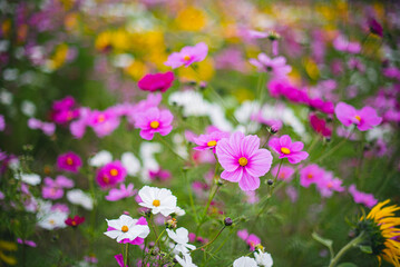 コスモス