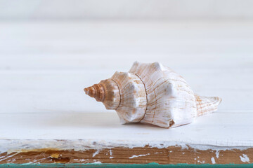 Seashell on white wooden background with copy space.
