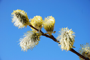 willow branch with catkins