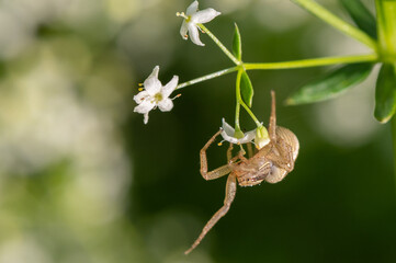 Xysticus ulmi - Swamp crab spider - Araignée Xysticus