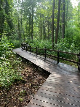 path in the forest