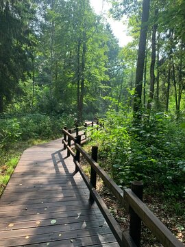 path in the forest