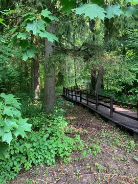 path in the forest