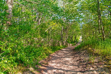Footpath trail on dune in Belgium