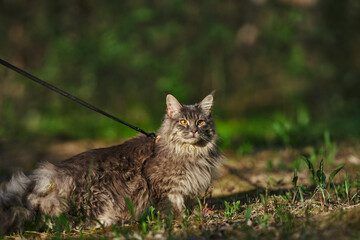 Grey cat in a green grass