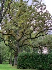 blooming cherry tree