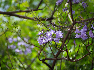 Pale lilac jacaranda flowers