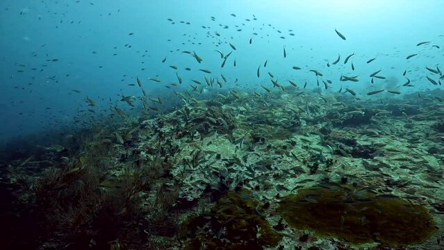 Under Water Film footage - passing by large corals with myriads of smal Yellow Fusillier fish  chaning directions - moving fast- Sailrock in Thailand