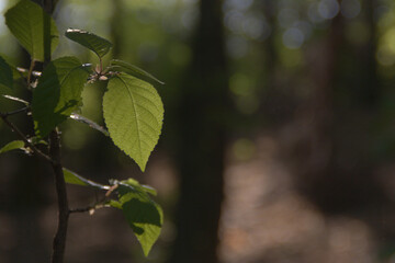 The green leaf of the tree is illuminated. On a dark background.