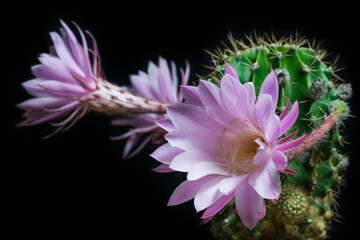 サボテンの花