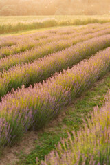 Sunset over purple lavender field. Lavender fields of Provence, France.