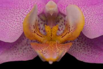 Nahaufnahme Detail einer Orchideenblüte Makro