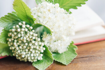 white and green hydrangea flowers on open old vintage book