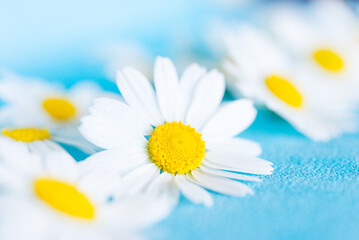 beautiful chamomile (daisy) flowers on a blue background
