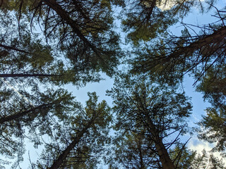 trees and sky