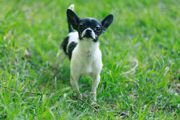 Cute little dog walking on the grass in the park.