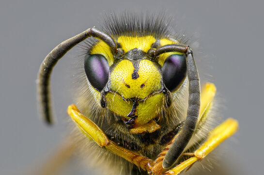 Nahaufnahme Wespe Makro close up wasp