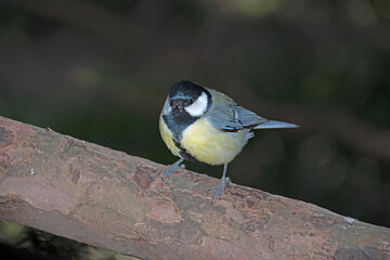 Mésange charbonnière