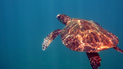 Hawksbill sea turtle at the Thailand seen while diving and snorkeling underwater. Great turtle...