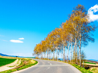 美瑛の白樺並木（北海道美瑛町）