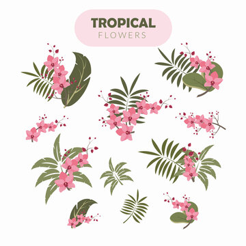 Tropical flowers illustration, archidea pink