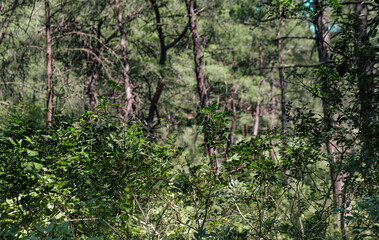 Forest or mixed wood with pine trees and bushes, green ecosystem