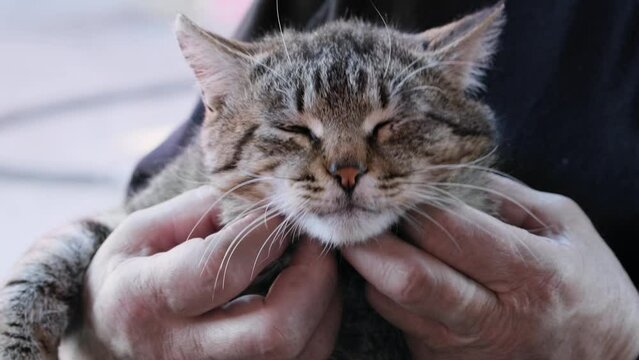Man holding happy cat in his arms. Man fondling cat. Domestic pet in hands owner. Man is stroking a green-eyed cat. Close-up of male hand caressing cat. Concept of Pleasure rest care leisure love affe