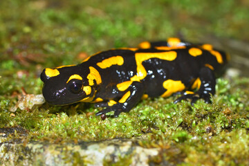 Closeup picture of the European fire salamander (Salamandra salamandra), photographed on a mossy stone in a beech forest in the Swabian Alb during rainy weather.