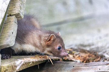 Side view of cute young marten closeup.