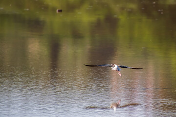 Himantopus himantopus