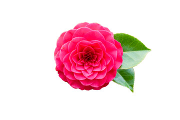Pink camellia flower isolated on white background