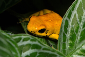Closeup picture of the the golden poison frog Phyllobates terribilis, a poison dart frog...