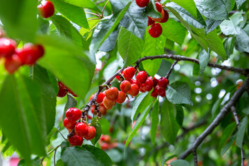 chinese cherry 