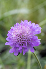 Scabious blue cushion (Scabiosa atropurpurea 'Blue Cushion')