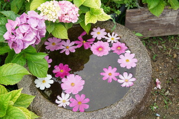 Fototapeta na wymiar 奈良の般若寺の夏咲きコスモスと紫陽花のコラボ