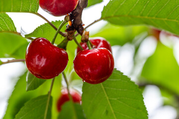 chinese cherry 