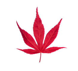 Red bright autumn fall maple leaf close up isolated on white background