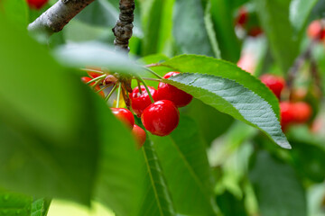 chinese cherry 