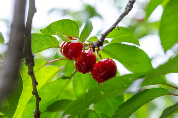 chinese cherry 