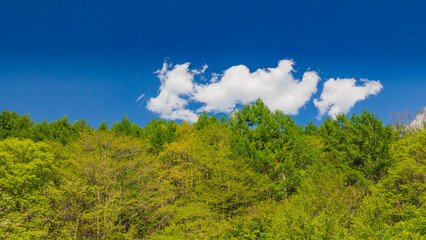 Fototapeta premium 新緑の森と夏空