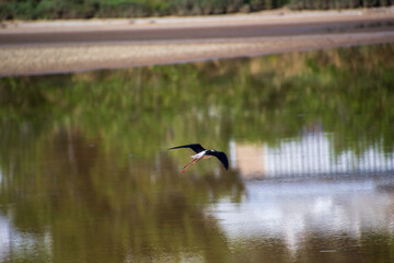 Himantopus himantopus